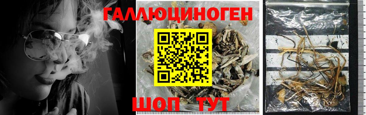 Галлюциногенные грибы прущие грибы  купить наркотик  Грозный  Вход с VPN  Галлюциногенные грибы мицелий 